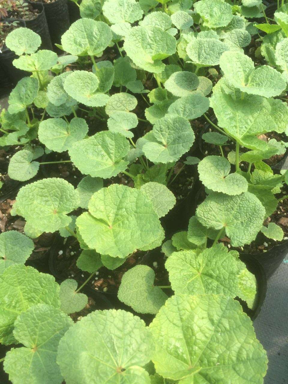 就是想来帮我弟卖花苗——重瓣蜀葵