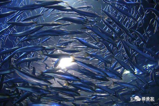 天下 渔仓 走进世界四大渔场 知乎