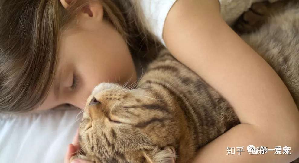 猫咪熟睡时会发生什么 知乎