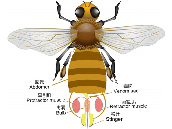 蜜蜂身体基本结构图图片