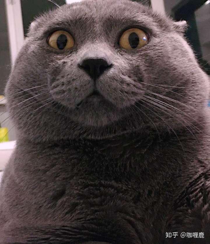 猫可以萌到什么程度?