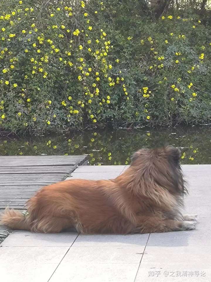 熵的桎梏——布谷鸟飞来飞去的季节🐕 - 知乎