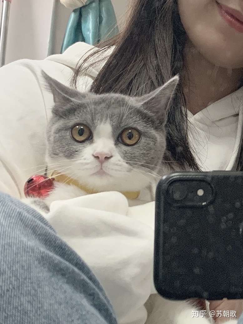 刚接回家的小猫肺水肿了- 知乎