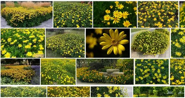 被那些小黄花整晕的一天 黄金菊 木春菊 茼蒿菊真的把我认晕了 知乎 被那些小黄花整晕的一天 黄金菊 木春菊 茼蒿菊真的把我认晕了 知乎