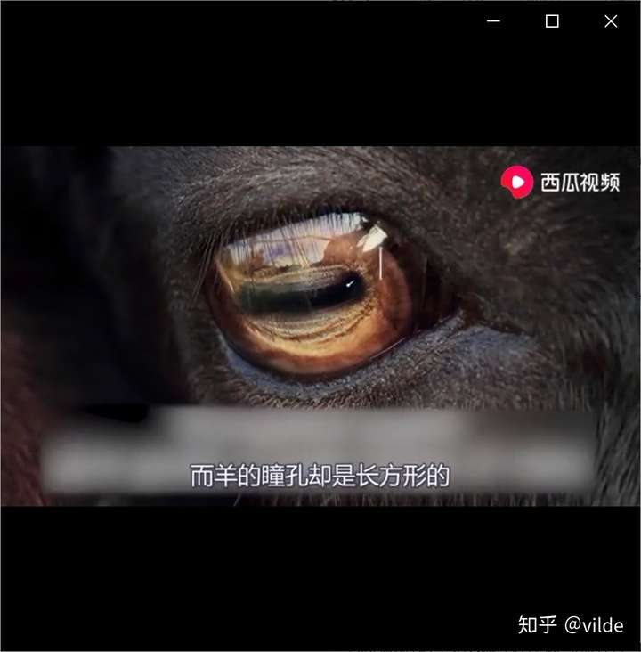 羊的瞳孔为什么是长方形的