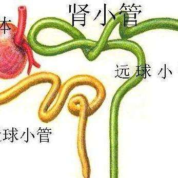 肾小管 - 知乎