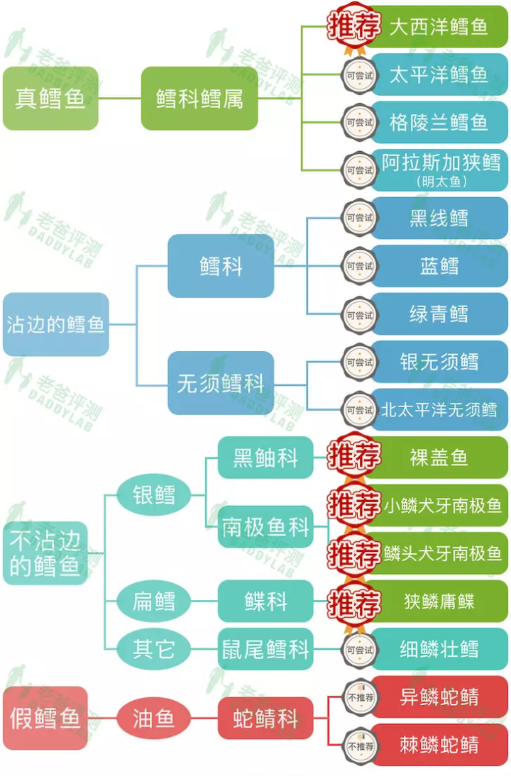 银鳕鱼,龙鳕鱼之类的 x 鳕鱼都是什么鱼?