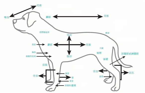 当长毛西施犬浑身打结时,春天时你是不是要将它剃个一丝不挂