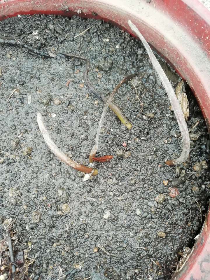 为什么中国人对 在家种菜 这么执着 很多人都想把阳台和花园都变成菜园地 知乎