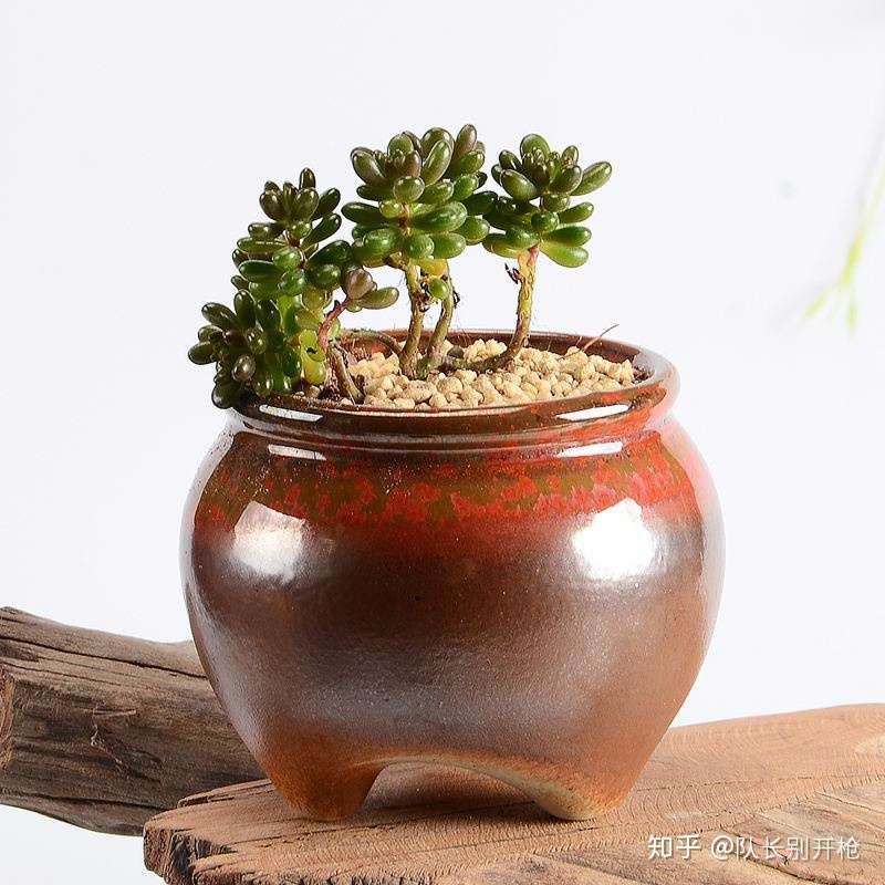 多肉种植选盆小科普 知乎