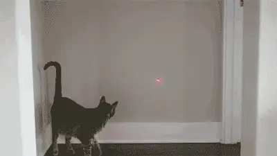 激光红点功能应用看到这个,对于养有宠物的人来说,没事就能逗猫逗小狗