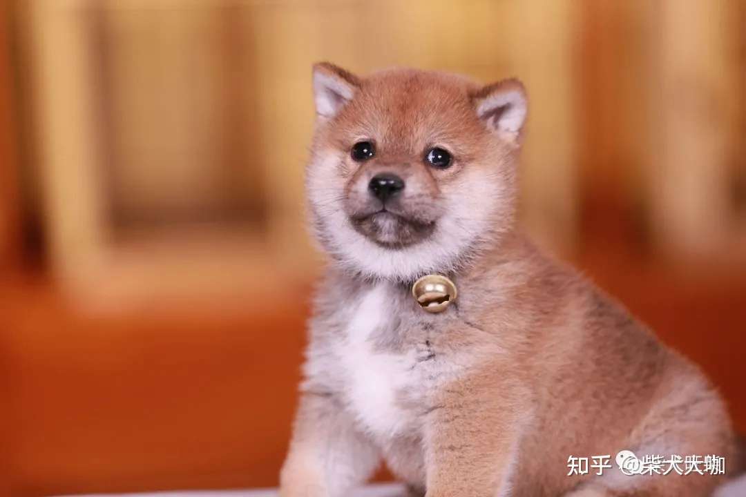 纯干货 挑选柴犬丨如何读懂cku芯片信息 知乎