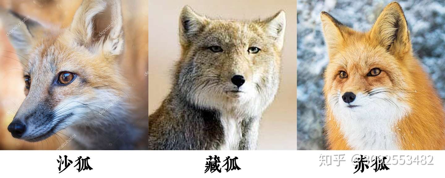 狐文化特辑 一 古代中国幻想世界中的 狐 知乎