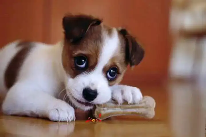 每日一犬帕尔森罗塞尔梗