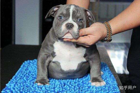 恶霸犬为什么要裁耳