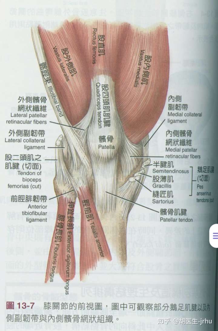 股四头肌保护着四块肌肉,包括股直肌,股中间肌,股外侧头,还有就是股