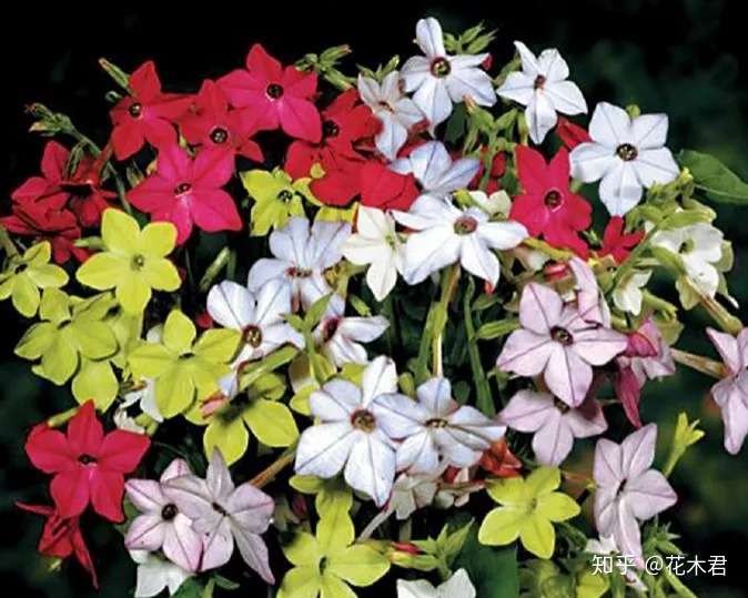 烟草是不是我国原产 起源何地 花烟草和烟草花有什么区别 知乎