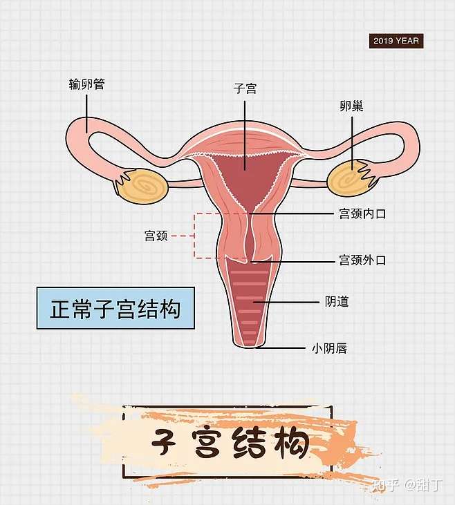 好好的怎么会出现宫外孕 还能再怀孕吗 知乎