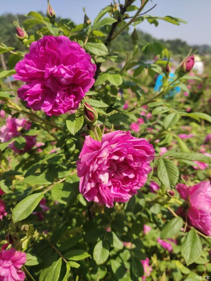哪吒n01一同前行 春花灿烂 夏花热烈 秋花静美 冬花温情 知乎 哪吒n01一同前行 春花灿烂 夏花热烈 秋花静美 冬花温情 知乎