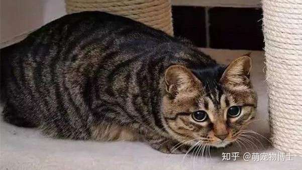 虎斑猫 狸花猫傻傻分不清 一文让你分清二者的异同 知乎