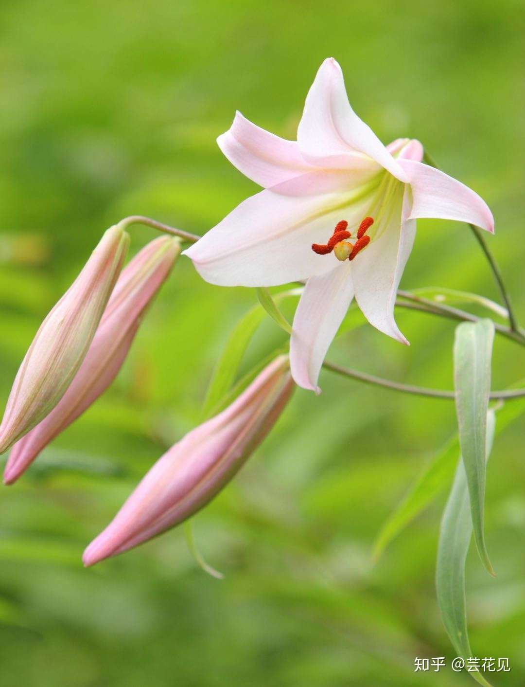 原创 一周一花百合 知乎