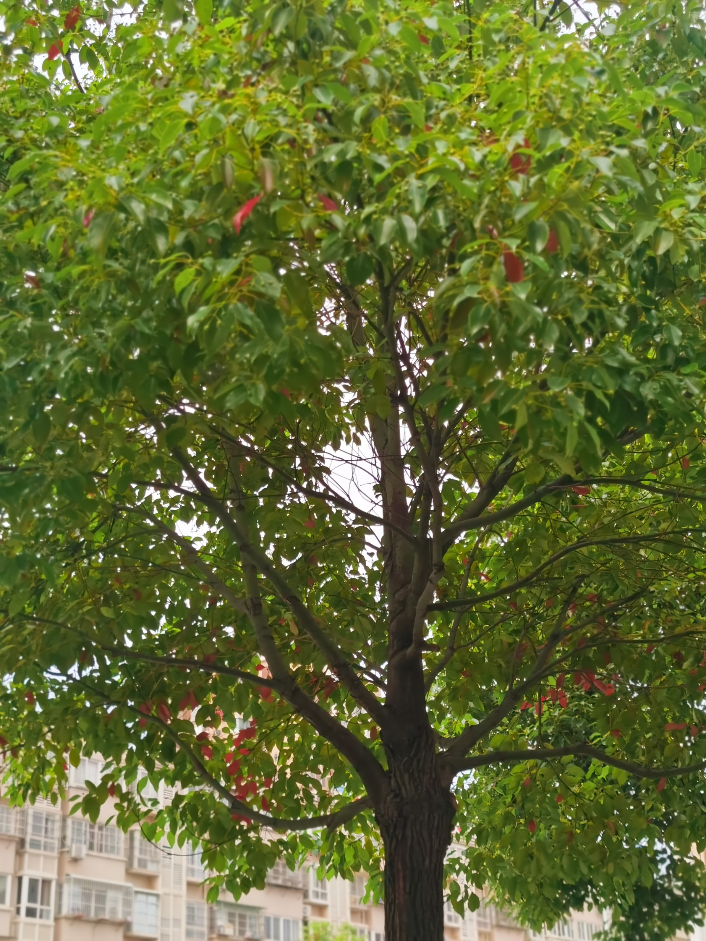 善解胖胖猪 的想法: 一颗有心的树 | #创作打卡挑战赛# #城市