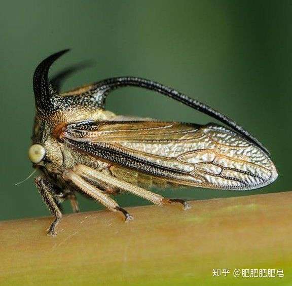 请问一下大佬这个是什么虫子?