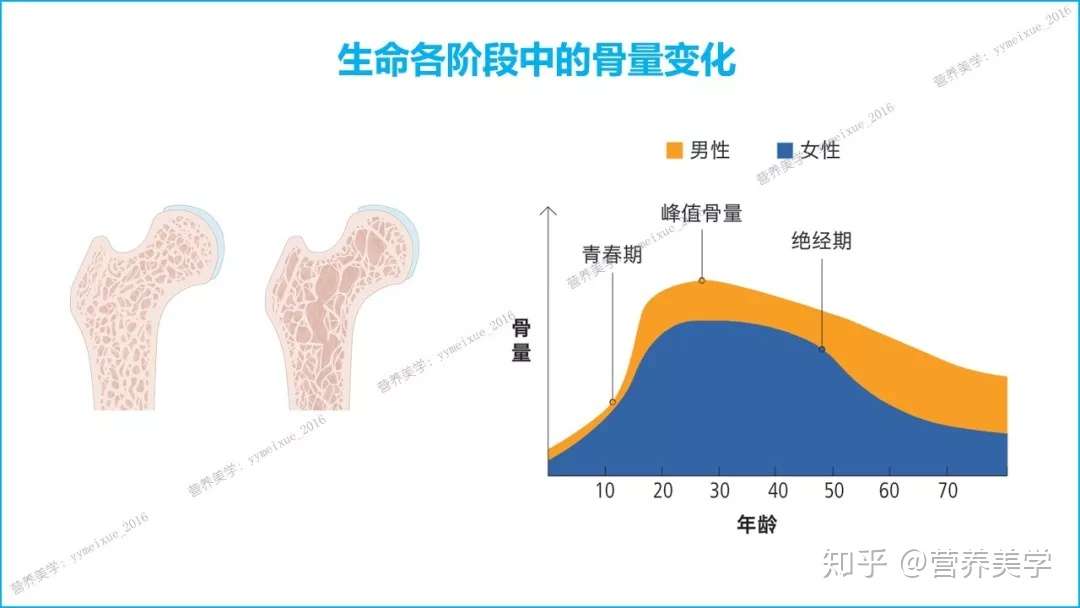 生命各阶段健康骨骼的饮食计划 2018 知乎