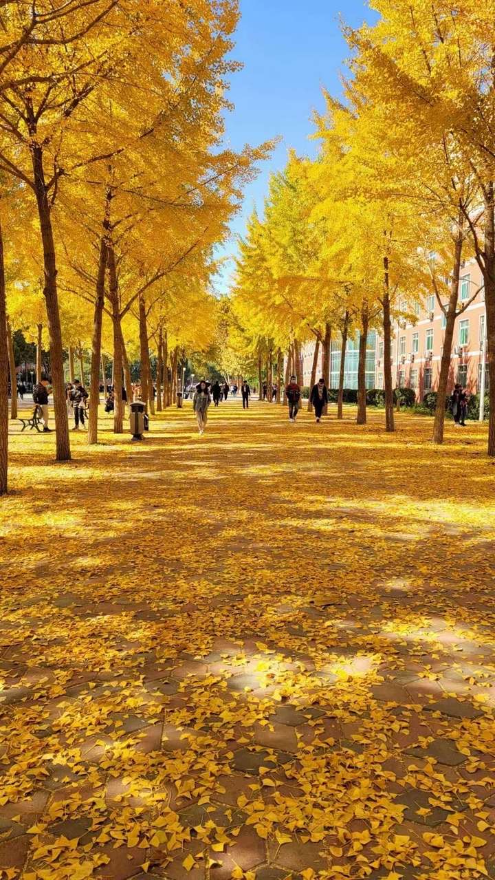 2020年河北大学新校区赏银杏叶