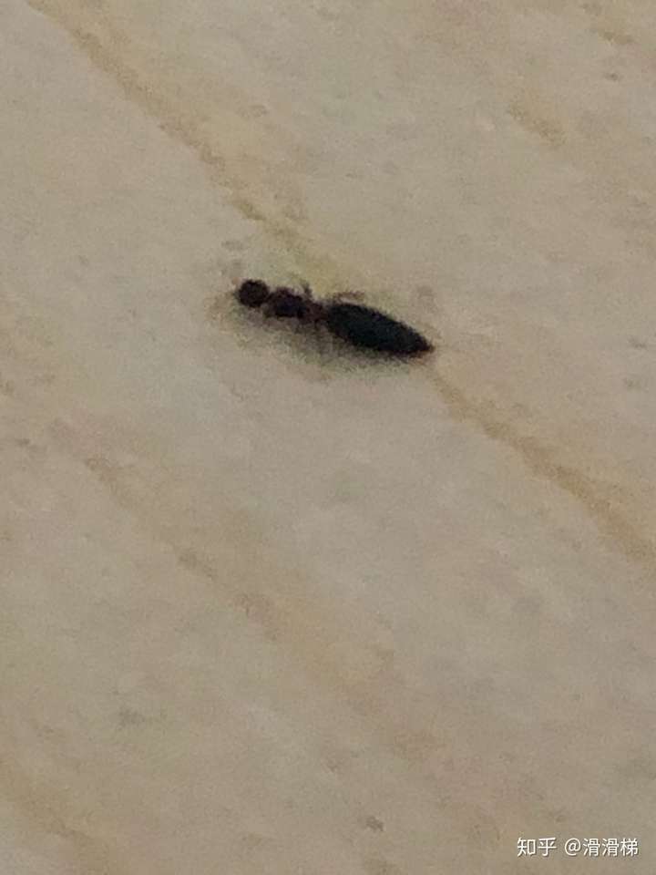 床单下面黑色细长的虫子是什么昆虫?