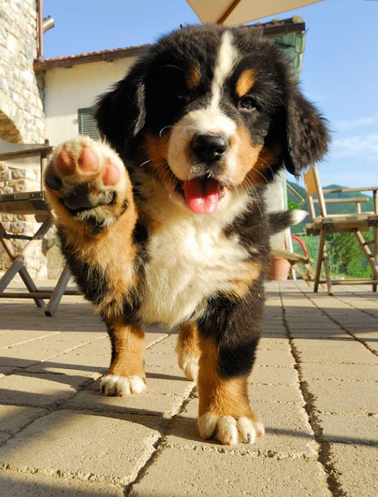 请问什么品牌的狗粮好