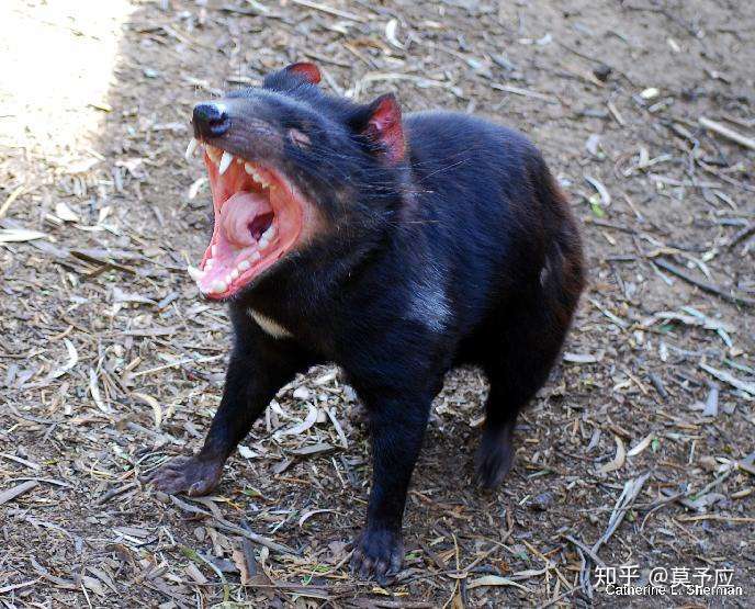 蜜獾,袋獾和狼獾如果放一起打起来谁能获胜?