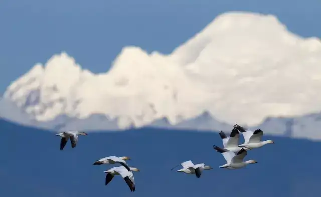 美国西雅图 漫天雪雁飞舞的skagit Valley 知乎