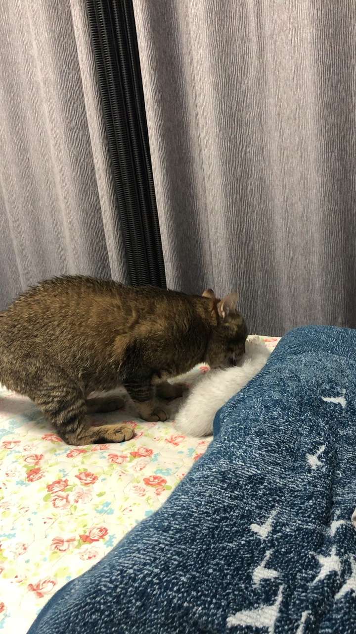 如何防止大猫咬小猫 v2-edb1c5e47c647434042e8f231035b935_bh.jpg?source=1940ef5c