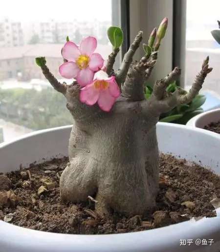 多肉推荐 沙漠玫瑰四季开花不断 知乎