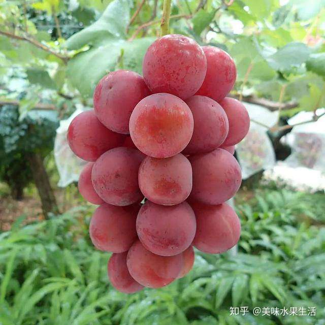 那些"高颜值"的葡萄们