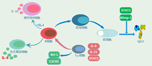 白介素il 6在疾病研究方面的研究概述 知乎