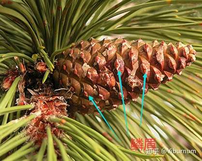 请问裸子植物中珠鳞和种鳞的概念可以简单的理解为一样吗