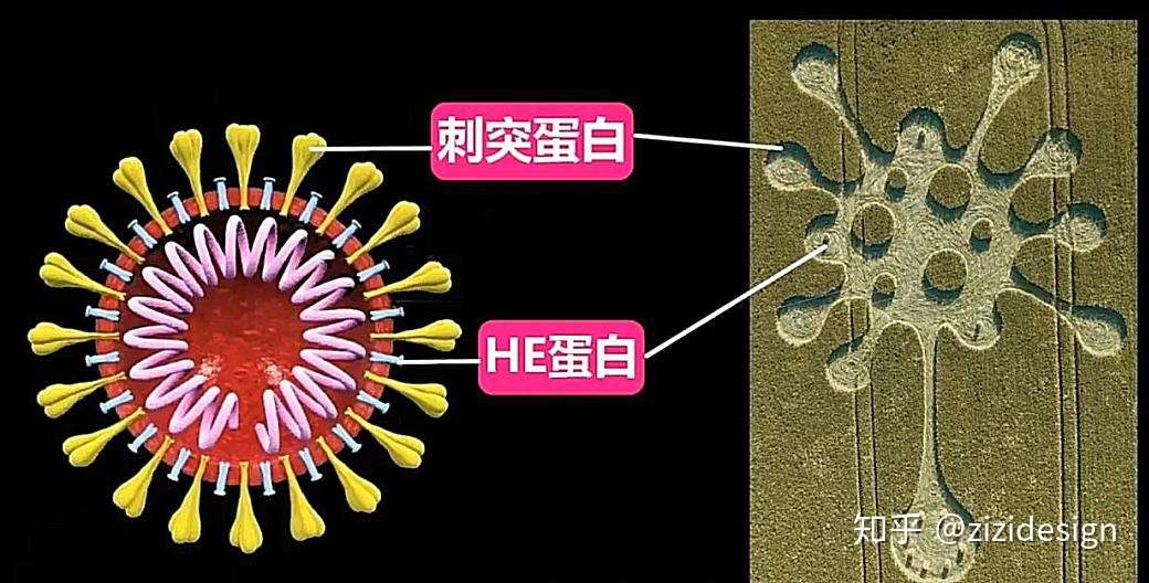 英国惊现神秘 病毒 麦田圈 外星人传给我们的信号 知乎