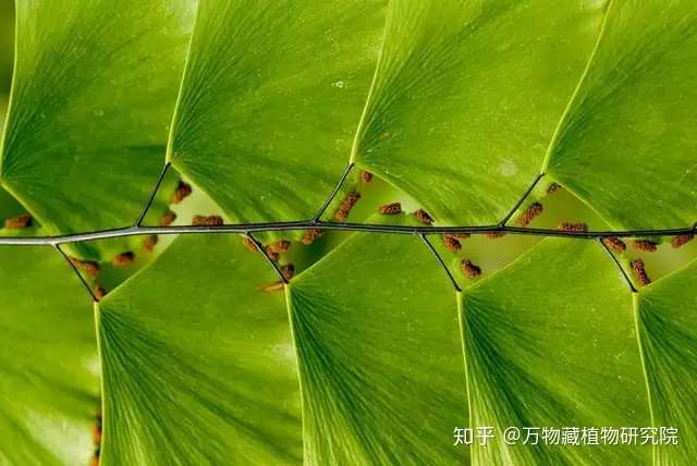 这些植物是奥赛高手数学一定比你好 知乎