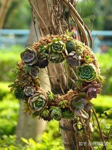 多肉花环制作 知乎