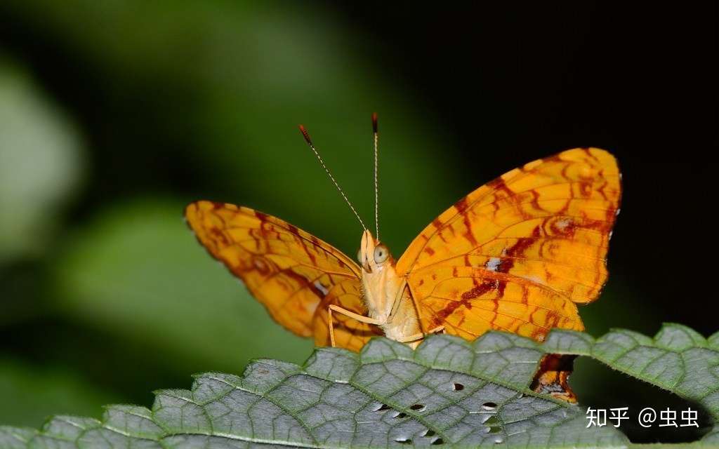 昆虫生物之散纹盛蛱蝶 知乎