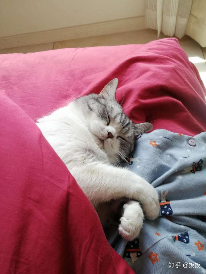 你家小动物有哪些睡得真香的睡姿