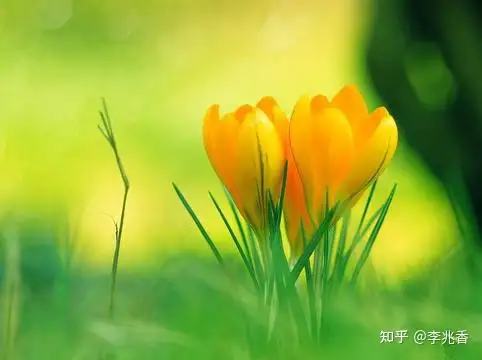 清晨问候语及关心话，温馨阳光充满正能量，愿你快乐一整天（早上好的吉言妙语）