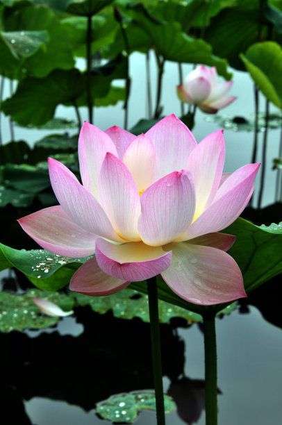 极致的祥和 - 知乎