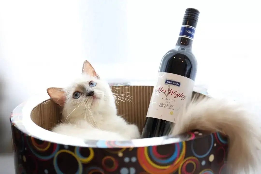 酒瓶上的 动物世界 比看纪录片还过瘾 富隆酒业 知乎