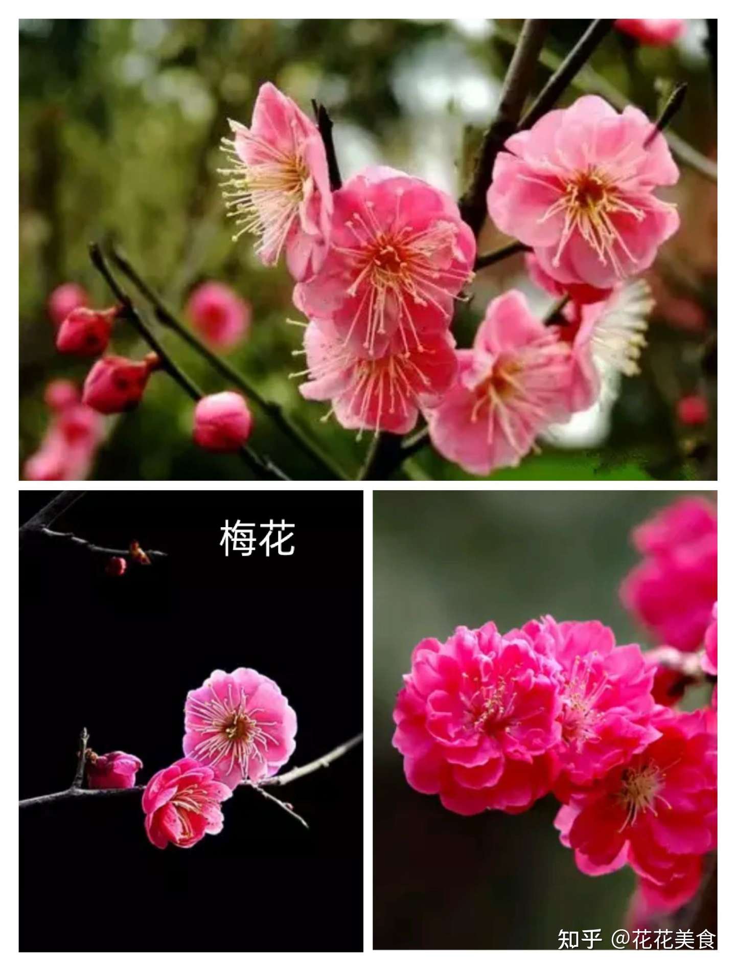 桃李梨 樱花杏 海棠花 直教人百思不得其区别 知乎