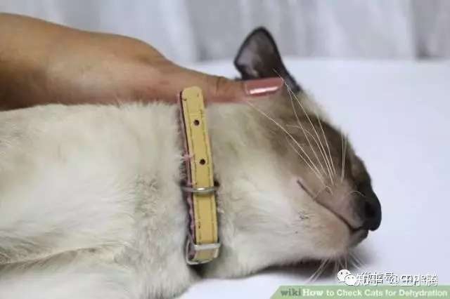 关于犬猫脱水丨如何判断 哪些原因 有什么危害 知乎