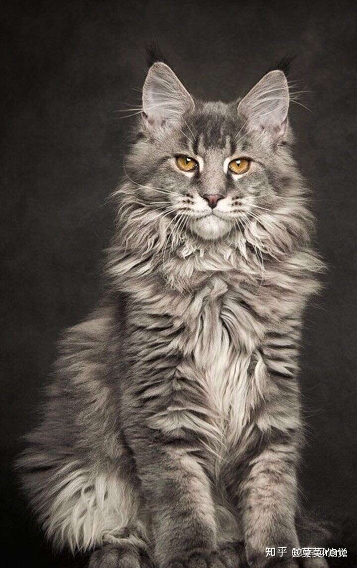 比较帅气的猫咪品种图片