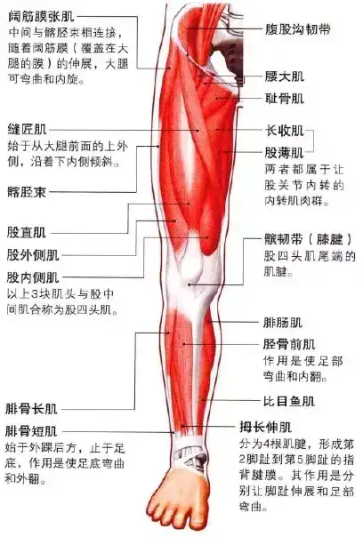 下肢的解剖学知识 知乎